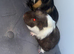 2 male guinea pigs and full set up