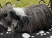 Texel girl guniea pigs