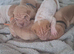 Beautiful puppies ( shar pei)