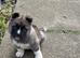 American akita