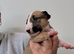 Quality bull terrier puppy’s