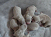 American pocket bulky pups for sale