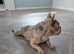 Rare Merle Isabella French Bulldog STUD