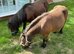 Miniature Shetland mare