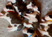 Beautiful KC registered show quality Puppies
