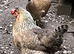 6 Dated FERTILE HATCHING Blue EGGS Pure Breed CREAM CRESTED LEGBAR. Ferndown, Dorset