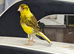 2 green and yellow canaries