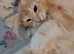 Maine Coon kittens