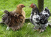 Pekin bantam pairs