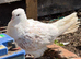 Modena and Iranian Pigeon