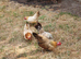 LAST 3 SERAMA HENS