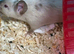 Fancy mouse needing a new home