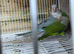 Quakers pair and young