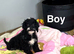 Gorgeous cockapoo puppies girls and boys available