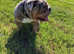 Beautiful tri merle British bull dog stud