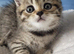 Last girl British shorthair kitten TICA registered and ready to leave