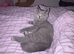 Two Bsh little girls one grey one grey/cream