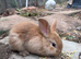 Mixed breed female rabbits for sale