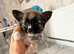 Micro teacup Pomeranian and chihuahua mix