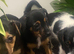 Stunning Jack Russell puppies
