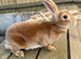 Pure bred mini Rex