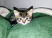 Beautiful girl kitten