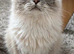 Stunning 4-Year-Old Blue Lynx Point Ragdoll