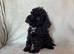 F1bb cockapoo puppies 1 left fully vaccinated