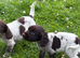 Cocker spaniel puppies