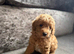 Cockapoo puppies for sale