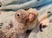 Adorable fully hand reared baby conures