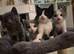 Oreo – Gorgeous Black and White British Shorthair Cross Kitten