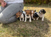 Jack Russell pups for sale