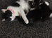Kittens for sale