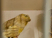 Gloster canaries