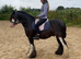 12.2 blagdon mini cob