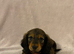 Kc registered Long Hair Dachshunds