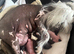 Chinese Crested powderpuff boy