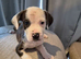Staffy cross Mastiff pups