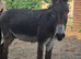 Donkey geldings and jennys