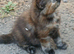 Beautiful kittens