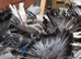 Indian Fantails