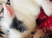 Beautiful Bunny for sale, male