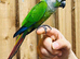 Green cheek conure