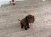 Adorable cocker spaniel