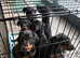 2 beautiful Male Doberman pups looking for forever homes