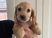 Working cocker spaniel puppies