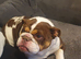 Gorgeous female English bulldog kc registered