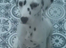 Stunning pure bred Dalmatian pups