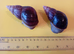 ADULT PAIR GIANT AFRICAN LAND SNAILS